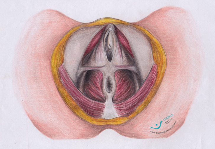 Der Beckenboden Aufbau Muskeln und Faszien