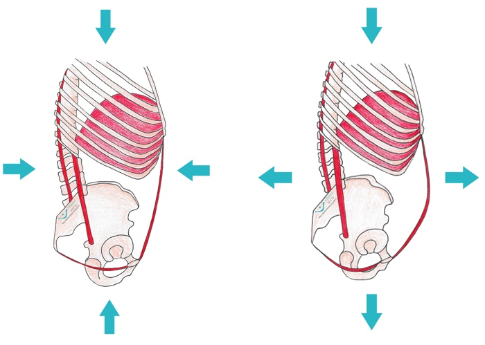 Beckenboden, Bauch und Rückenmuskeln für Beckenbodentraing